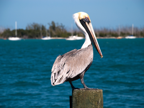 Miami  US everglades Tour Booking