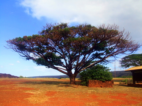 Nawiliwili - Kauai  Hawaii / USA Grand Waimea Canyon Sightseeing Cruise Excursion Prices