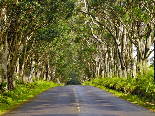 Nawiliwili - Kauai  Hawaii / USA Canyon Hike Sightseeing Excursion Reservations