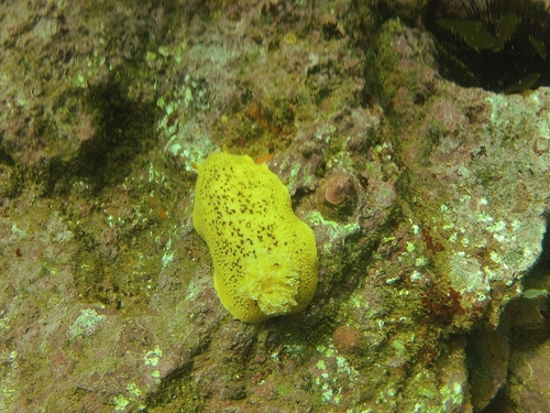 Ensenada  Mexico guided snorkel Cost