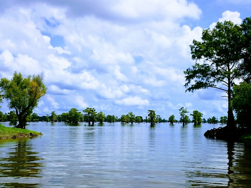 New Orleans Swamp preserve Shore Excursion Booking