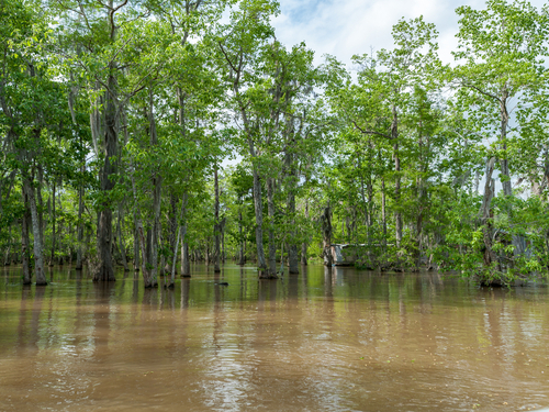 New Orleans Birds preserve Excursion Cost