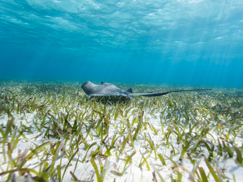 Belize shark ray alley snorkel Trip Booking