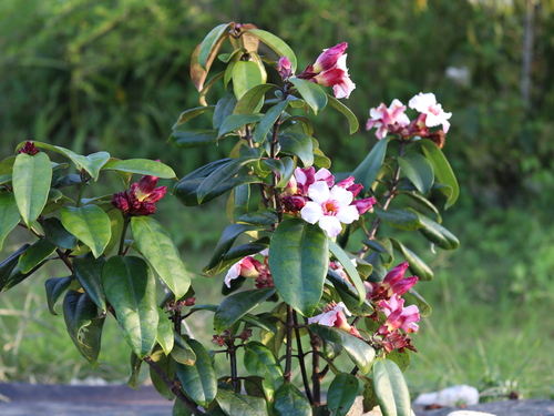 Ocho Rios Farm and Garden Shore Excursion Cost