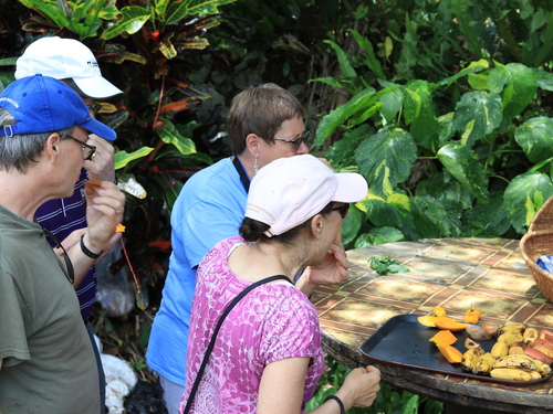 Ocho Rios Farm and Garden Tour Reviews