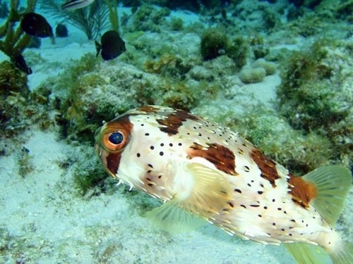 Grand Cayman barrier reef Cruise Excursion