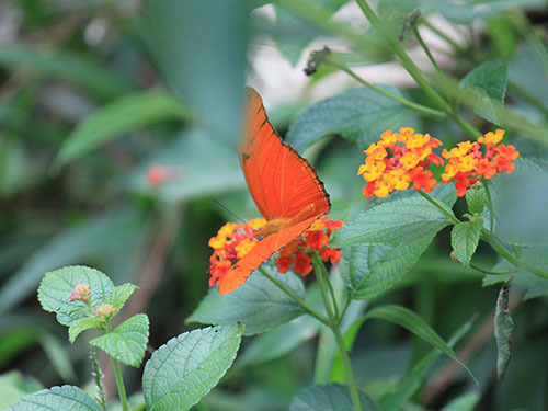 St. Lucia (Castries) aerial tram Cruise Excursion Booking