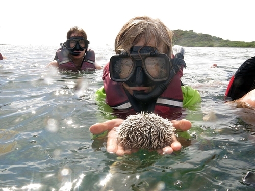 St. Thomas manglar reef Tour Cost