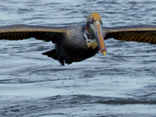 Cabo San Lucas  Mexico sea lions Cruise Excursion