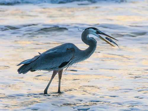 Port Canaveral Cocoa Village and Cocoa Beach Excursion