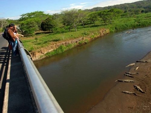 Puerto Caldera Crocodiles Shore Excursion Tickets