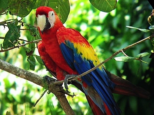 Puerto Caldera  Costa Rica jungle nature walk Shore Excursion Tickets