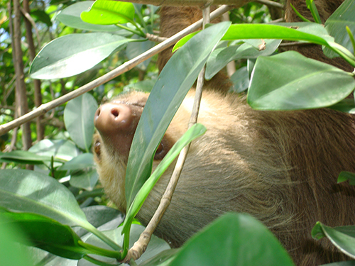 Puntarenas Costa Rica Adventure Zipline Tour Booking