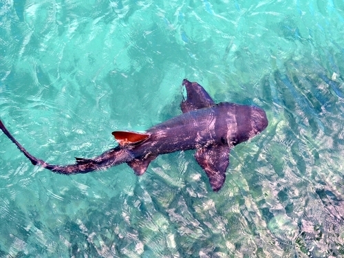 Belize  Belize City stingray Tour Cost