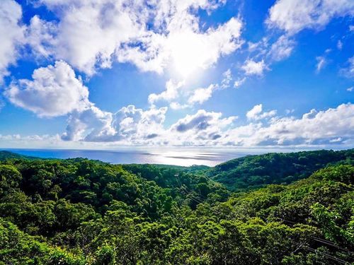 Roatan Canopy Zip Line Shore Excursion Reviews