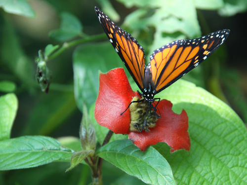 Roatan Eco Walkways Tour Reservations