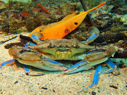 Roatan Honduras Blue Channel Snorkel Cruise Excursion Reviews