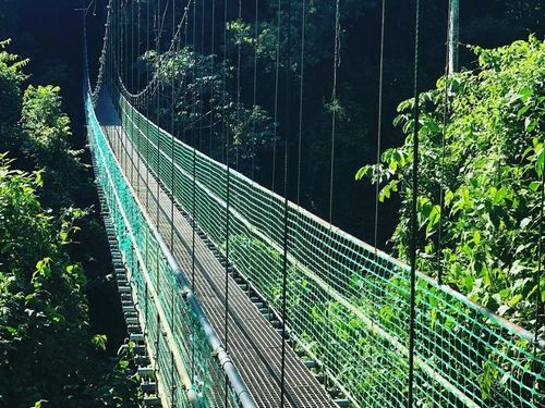 Roatan Honduras Suspension Bridges Cruise Excursion Cost