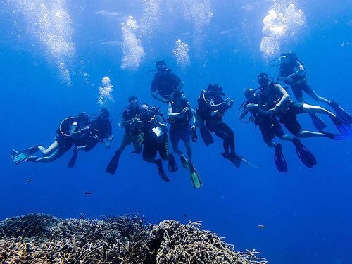 Roatan Prince Albert Diving Excursion Cost