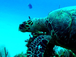 Roatan Semi Sub Glass Bottom Boat Barrier Reef Excursion