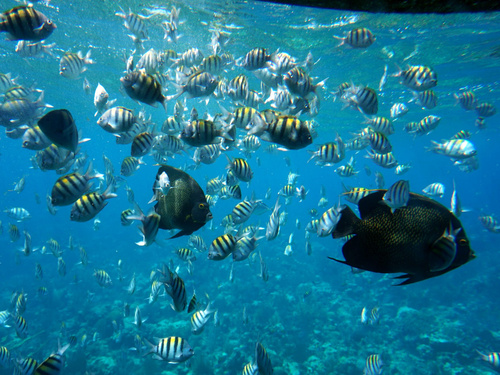 Roatan Semi Sub Glass Bottom Boat Barrier Reef Excursion