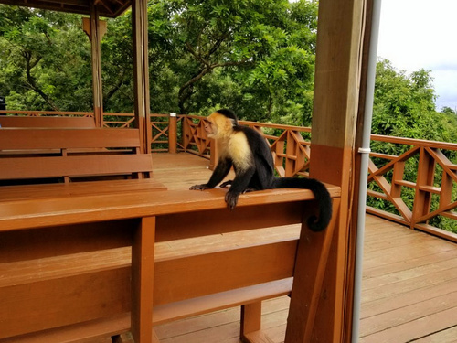 Roatan Suspension Bridges Shore Excursion Reviews