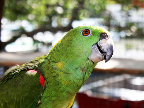 Roatan Zipline and Little French Key Beach Break Excursion