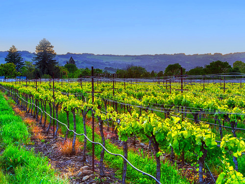 San Francisco vineyards sightseeing Excursion Tickets