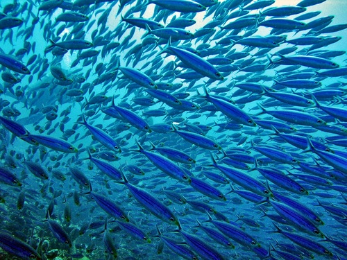 Bonaire water taxi Excursion Reviews