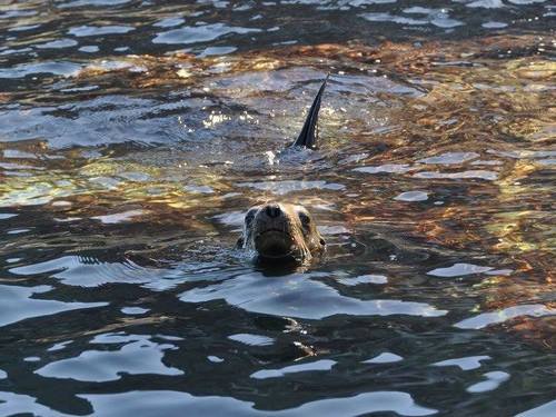 Cabo San Lucas  Mexico sea lions Cost