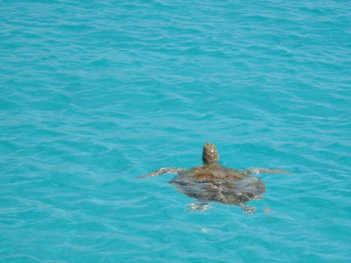 Barbados  West Indies (Bridgetown) Beach Break Cost