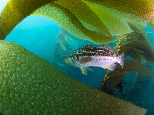 Ensenada  Mexico guided snorkel Tour