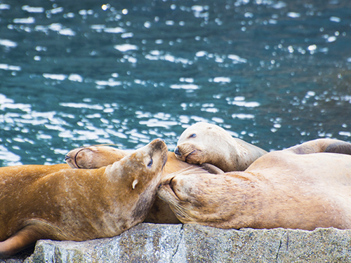 Seward Full Day Northwestern Kenai Fjords Cruise Excursion with Lunch