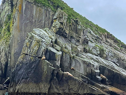 Seward Full Day Northwestern Kenai Fjords Cruise Excursion with Lunch