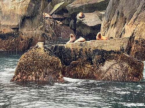 Seward Full Day Northwestern Kenai Fjords Cruise Excursion with Lunch