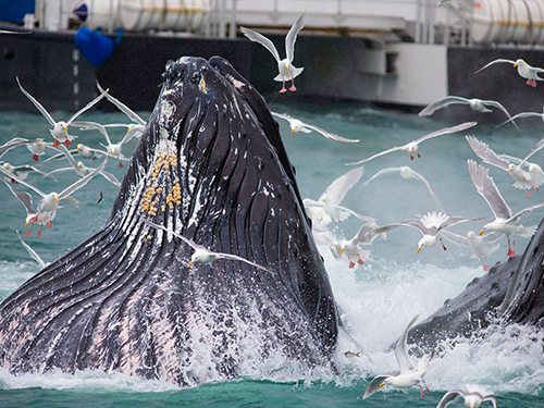 Seward Full Day Northwestern Kenai Fjords Cruise Excursion with Lunch