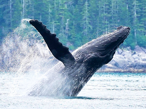 Seward Full Day Northwestern Kenai Fjords Cruise Excursion with Lunch