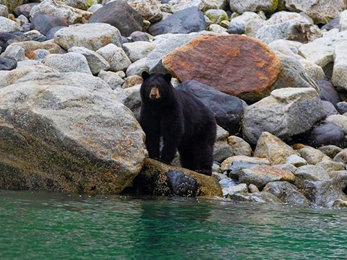 Seward Kenai Fjords 2 Glacier Viewing Cruise Excursion with Lunch