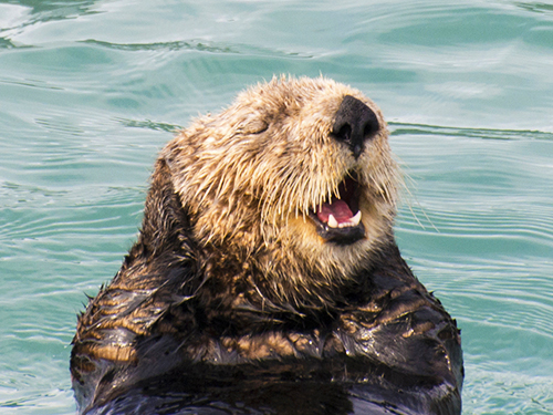 Seward Kenai Fjords Cruise Excursion with Lunch