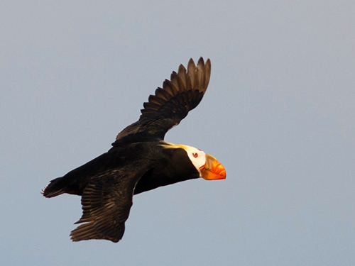 Seward Kenai Fjords Cruise Excursion with Lunch