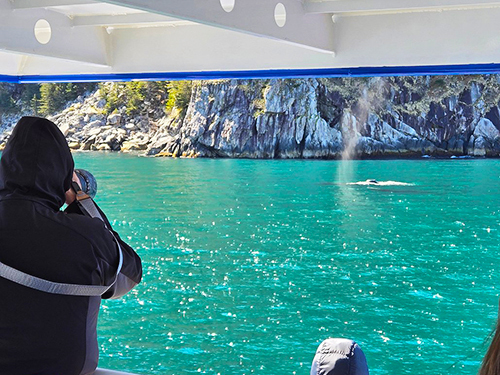 Seward Kenai Fjords Cruise Excursion with Lunch