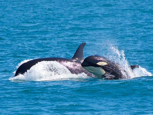 Seward Kenai Fjords Wildlife Cruise Excursion