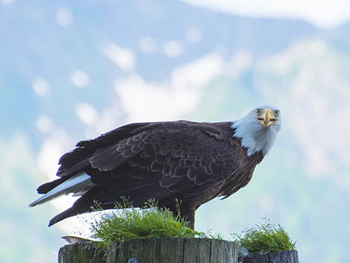 Seward Kenai Fjords Wildlife Cruise Excursion