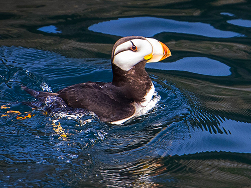 Seward Kenai Fjords Wildlife Cruise Excursion