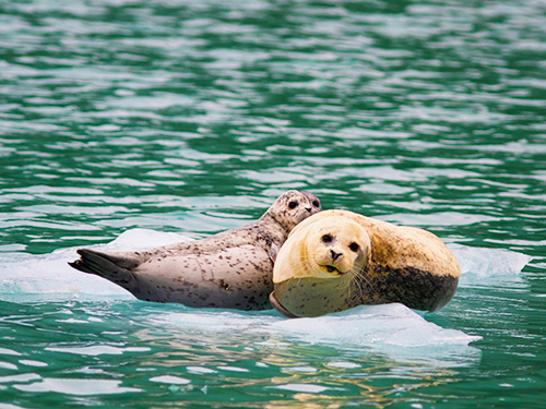 Seward Kenai Fjords Wildlife Cruise Excursion