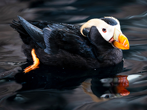 Seward Kenai Fjords Wildlife Cruise Excursion