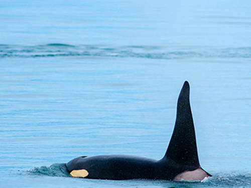 Seward Kenai Fjords Wildlife Cruise Excursion