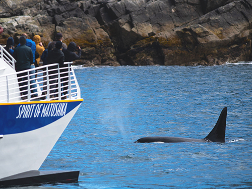 Seward Kenai Fjords Wildlife Cruise Excursion