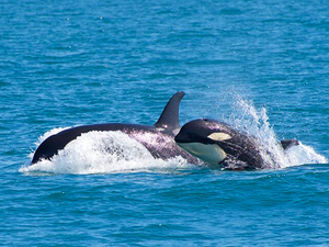 Seward Orca Whale Watching Cruise Excursion