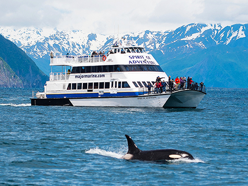 Seward Orca Whale Watching Cruise Excursion